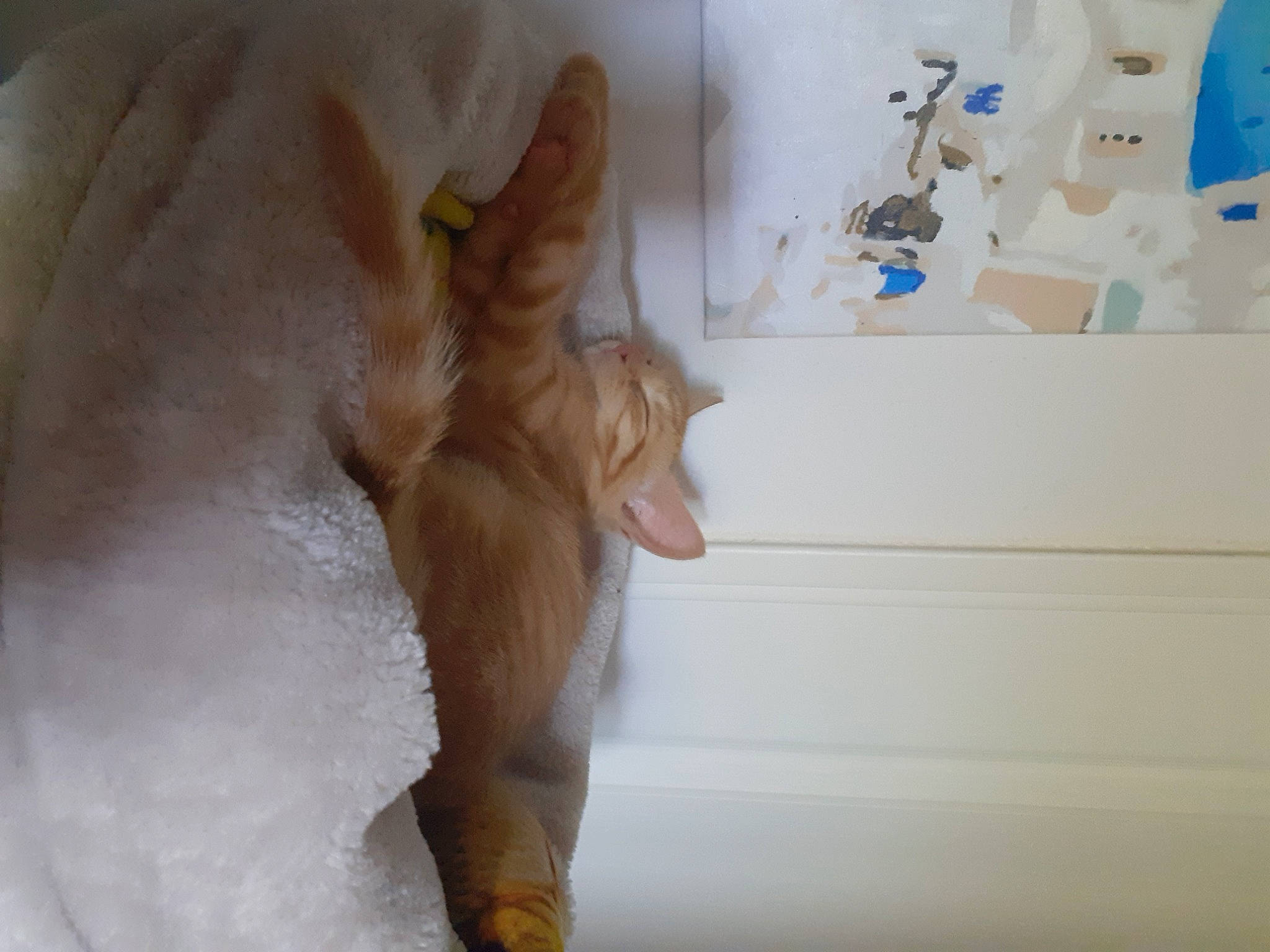 Biscotte participe au concours pour gagner de l'argent avec cette photo : bed, cat, comfort, companion_dog, fawn, felidae, flooring, fur, gesture, hardwood, human_leg, paw, peach, plaster, small_to_medium_sized_cats, stuffed_toy, tail, toy, whiskers, wood