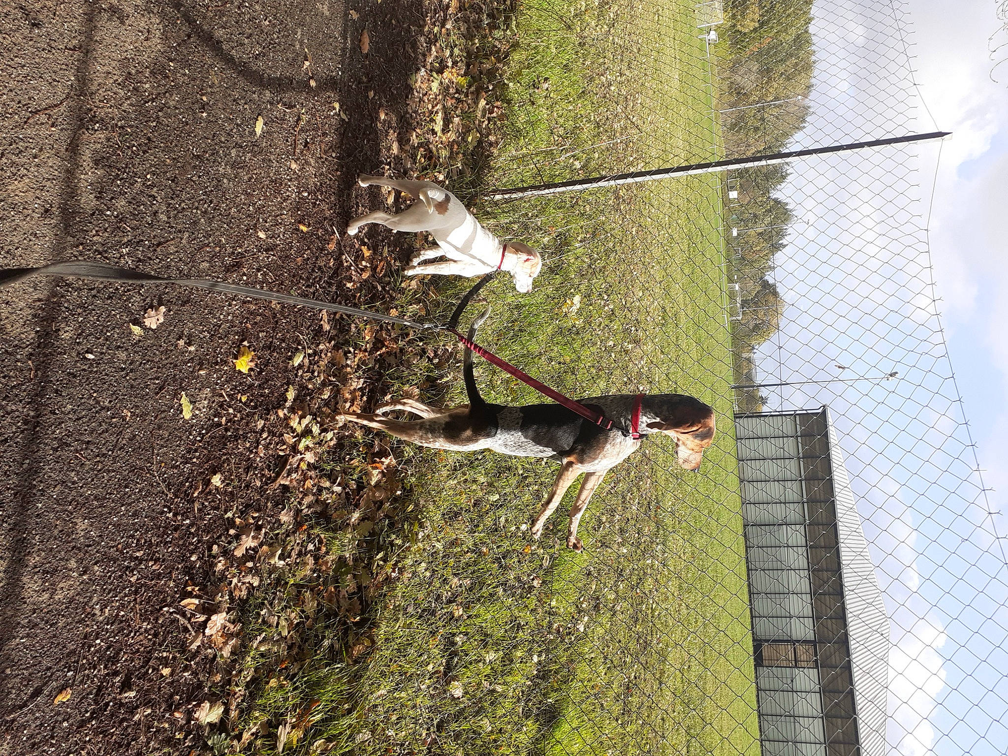 Opale participe au concours pour gagner de l'argent avec cette photo : asphalt, branch, dog, grass, leisure, people_in_nature, plant, recreation, road_surface, shadow, sky, slope, soil, tree, trunk, vegetation, window, wire, wood, woody_plant