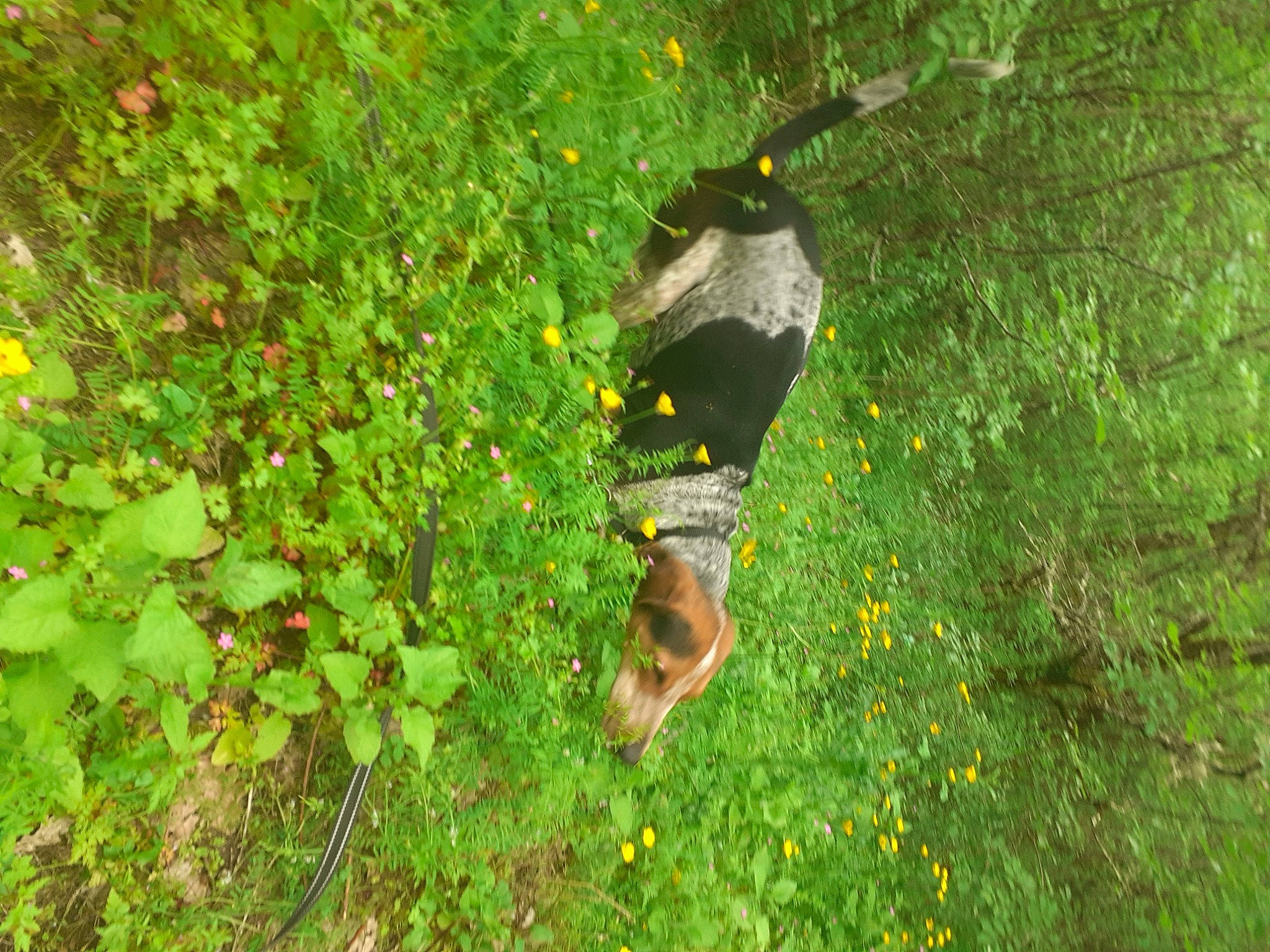 Opale a rejoint le concours — aidez-le/la à gagner de superbes lots ! annual_plant, beak, carnivore, flower, flowering_plant, garden, grass, grassland, groundcover, herbaceous_plant, meadow, nature_reserve, perching_bird, plant, pollinator, shrub, tail, terrestrial_animal, wildflower, wildlife