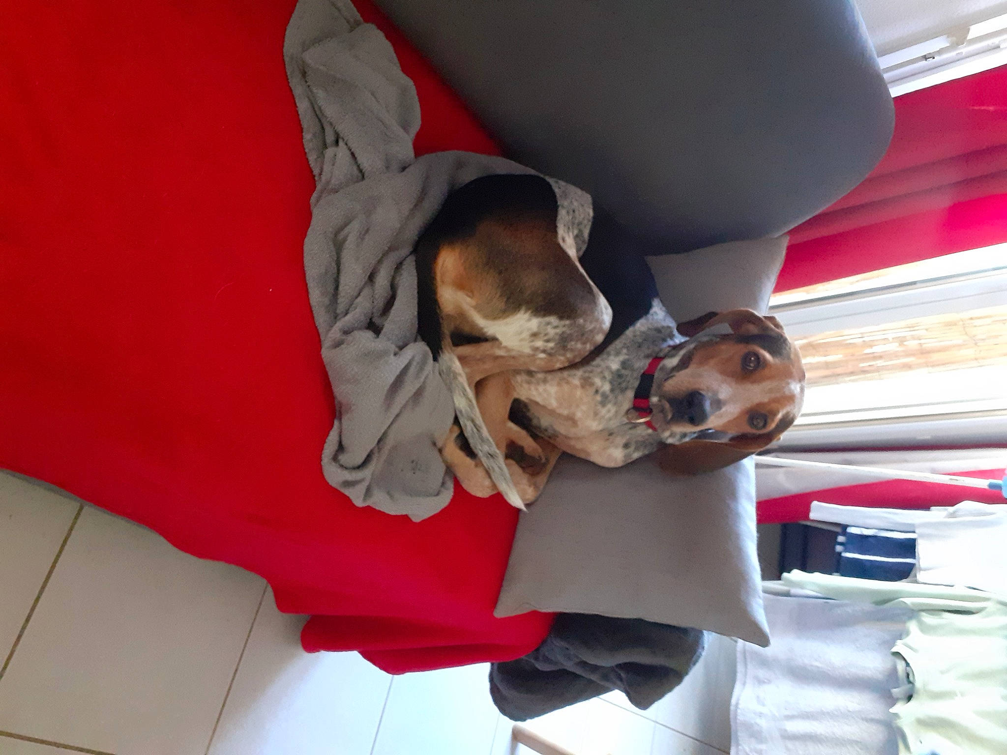 Opale participe au concours pour gagner de l'argent avec cette photo : car_seat, car_seat_cover, carnivore, collar, comfort, companion_dog, dog, dog_breed, dog_supply, fawn, non_sporting_group, paw, pet_supply, puppy, toy_dog