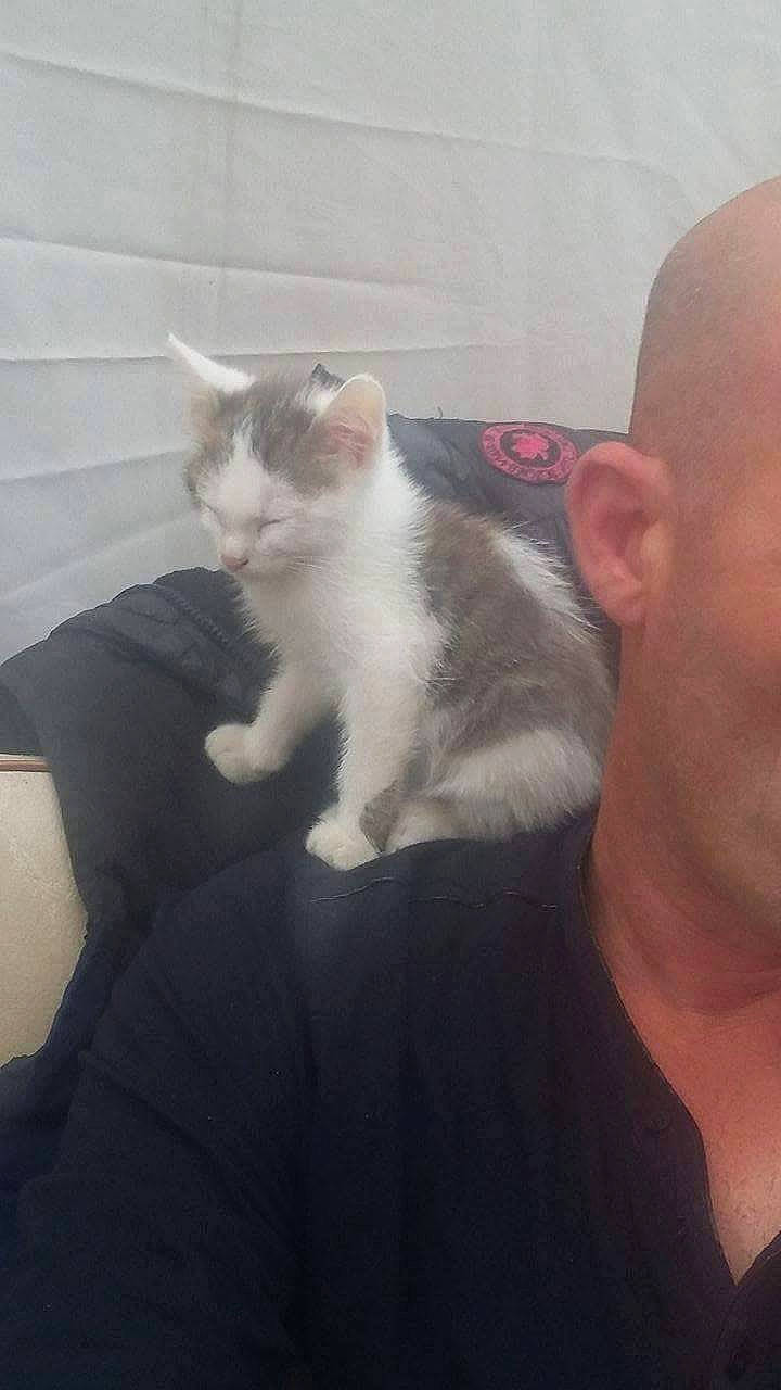 Grisou participe au concours pour gagner de l'argent avec cette photo : carnivore, cat, domestic_short_haired_cat, ear, european_shorthair, fawn, felidae, kitten, leg, mammal, polydactyl_cat, small_to_medium_sized_cats, tail, whiskers