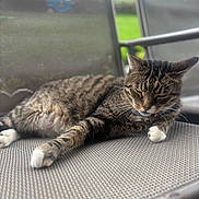Stripey is registered to the contest to win money with this photo: cat, tabby_cat, white_paws, lounging, resting, outdoor_chair, mesh_chair, pet, animal, feline, relaxed, nature, greenery, blurred_background, sunlight, daylight, close_up, domestic_animal, fur, whiskers