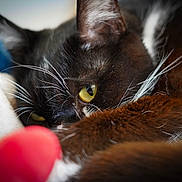 Pipoune participe au concours pour gagner de l'argent avec cette photo : black_and_white, blanket, blue_blanket, cat, close_up, cozy, cuddling, ears, face, feline, fur, indoors, pet, playful, plush_toy, portrait, red_ball, sleeping_area, whiskers, yellow_eyes