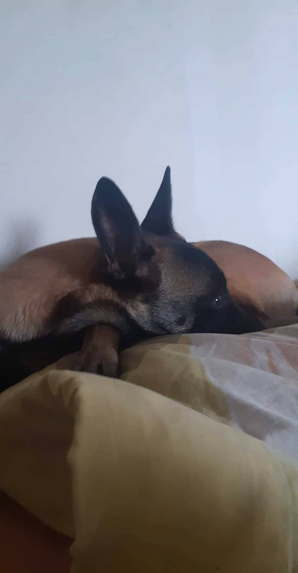 Latika participe au concours pour gagner de l'argent avec cette photo : canidae, carnivore, dog_breed, ear, fawn, snout