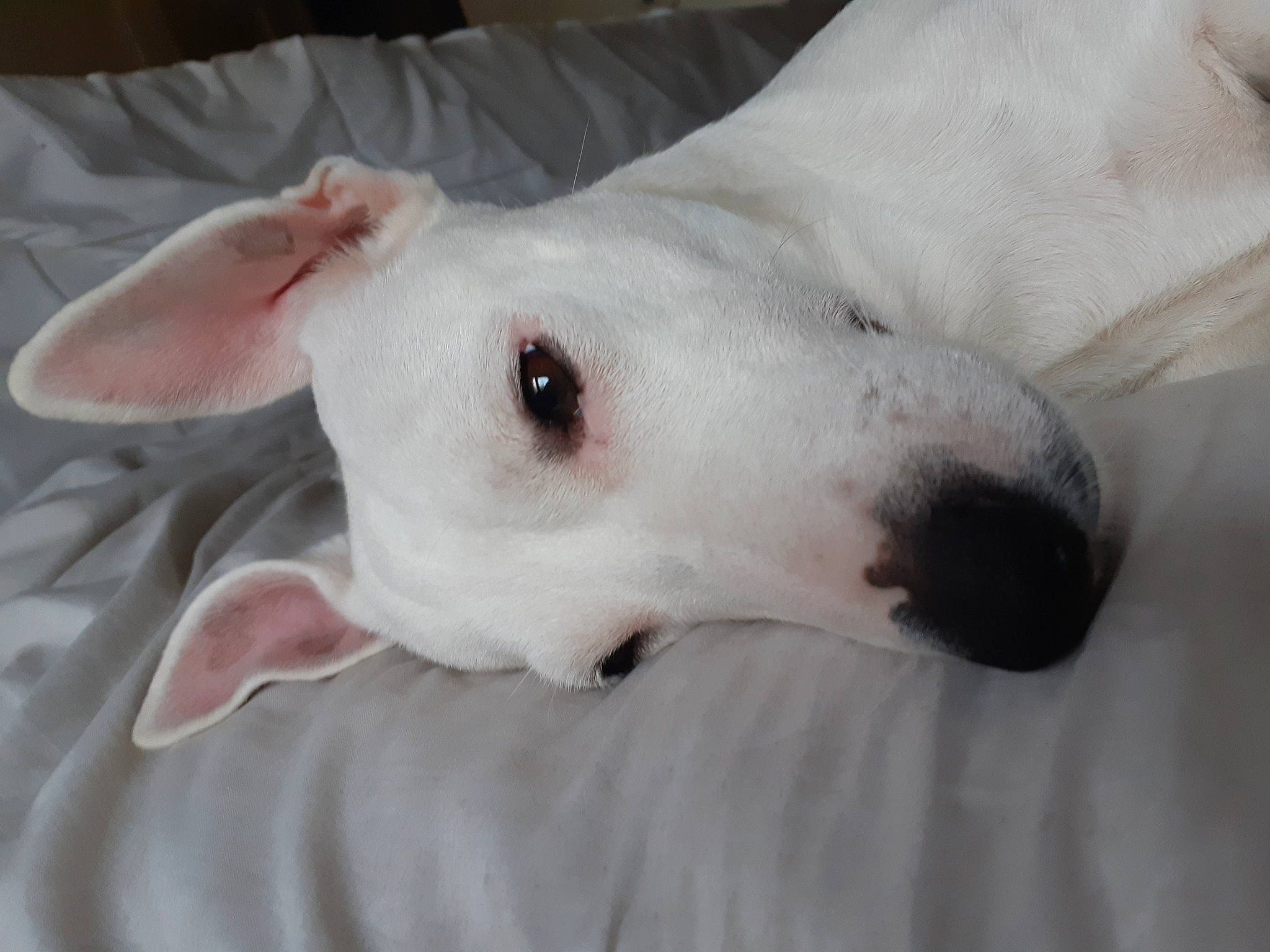 Noé a rejoint le concours — aidez-le/la à gagner de superbes lots ! bull_terrier, bull_terrier_miniature, canidae, carnivore, dog, dog_breed, english_white_terrier, fawn, mammal, non_sporting_group, snout, vertebrate