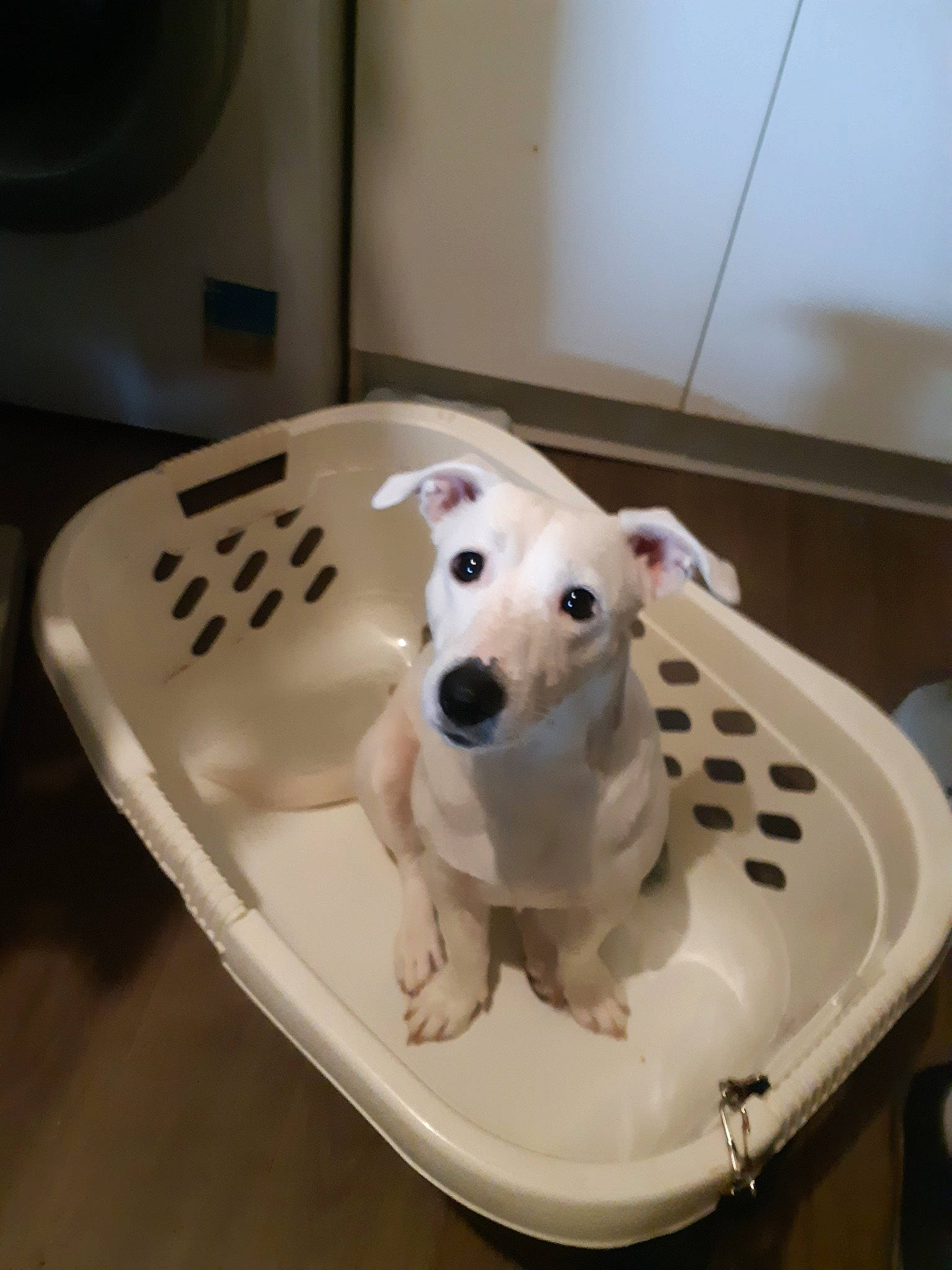 Noé a rejoint le concours — aidez-le/la à gagner de superbes lots ! bull_terrier, bull_terrier_miniature, canidae, carnivore, companion_dog, dog, dog_breed, fawn, mammal, non_sporting_group, puppy, vertebrate