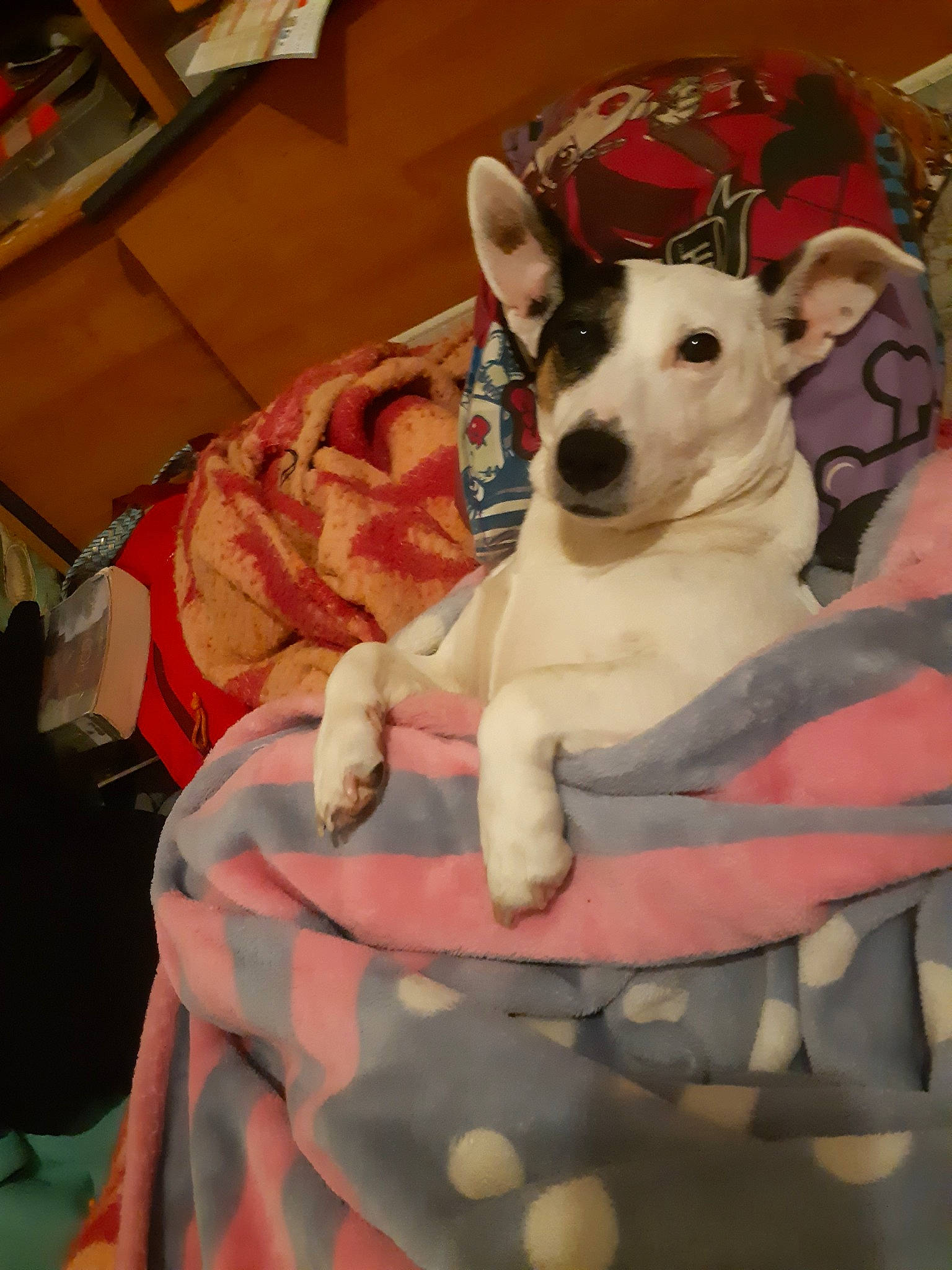 Daysie participe au concours pour gagner de l'argent avec cette photo : bull_terrier_miniature, canidae, carnivore, companion_dog, dog, dog_breed, fawn, fox_terrier, mammal, non_sporting_group, puppy, rare_breed_dog, vertebrate