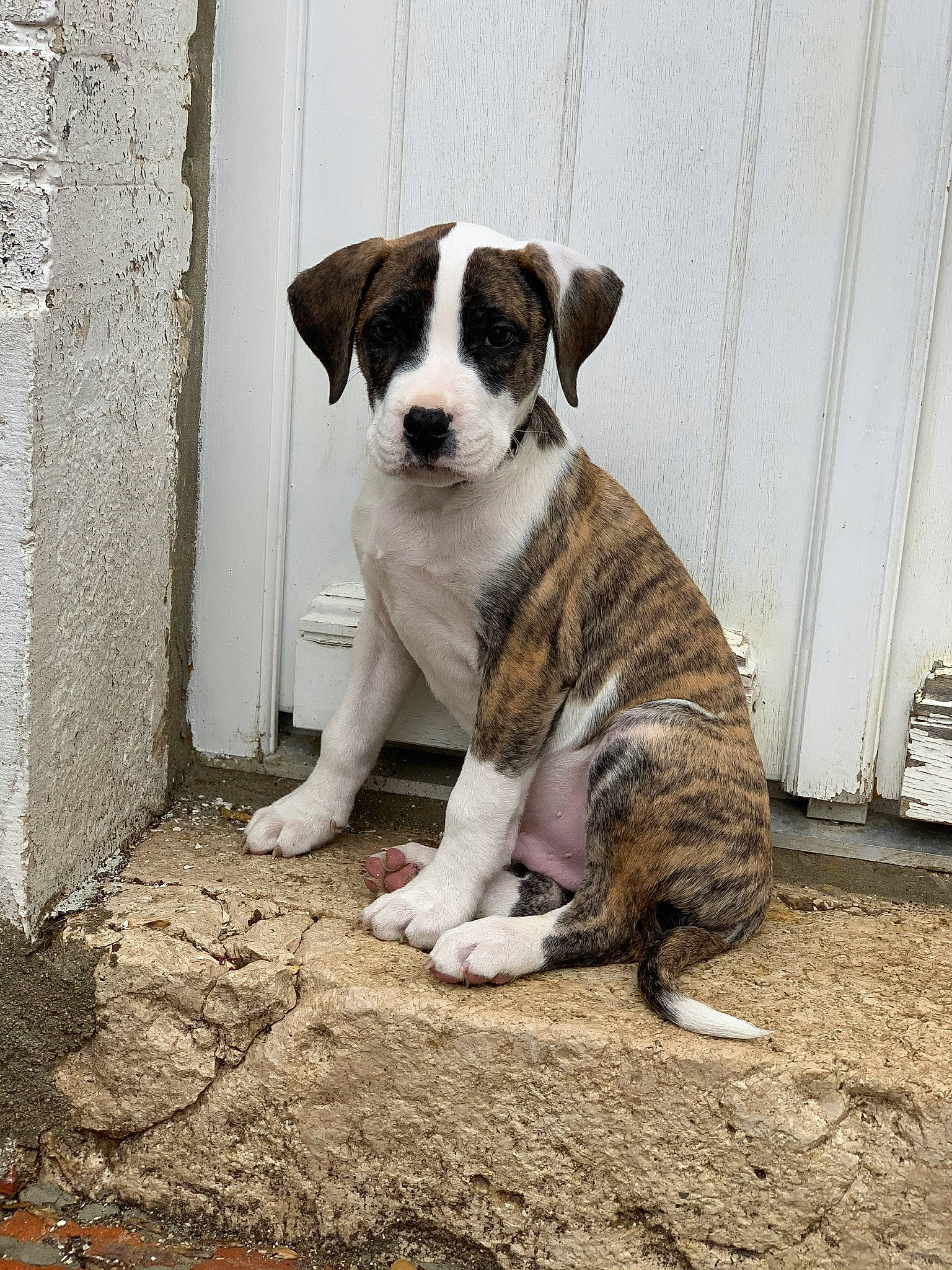 Pog a rejoint le concours — aidez-le/la à gagner de superbes lots ! canidae, carnivore, companion_dog, dog, dog_breed, fawn, fur, non_sporting_group, paw, snout, soil, sporting_group, street_dog, tail, whiskers, wood, working_animal, working_dog