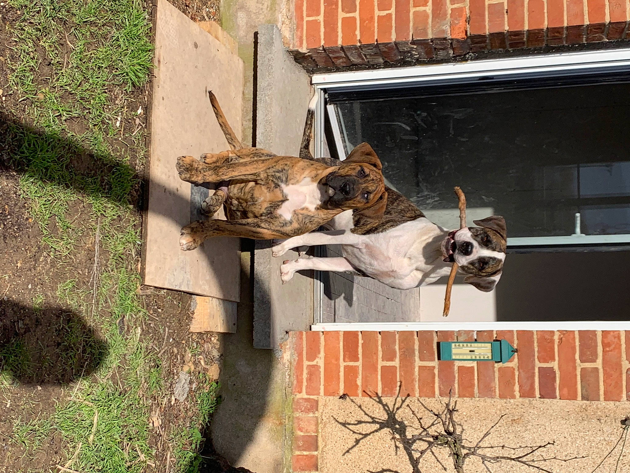 Pog a rejoint le concours — aidez-le/la à gagner de superbes lots ! art, brick, building, carnivore, dog, dog_breed, door, facade, fawn, grass, house, landscape, plant, sash_window, sporting_group, tail, tree, window, wood, working_animal