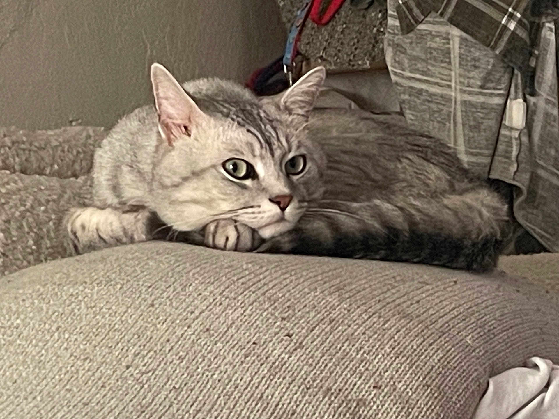 Benito