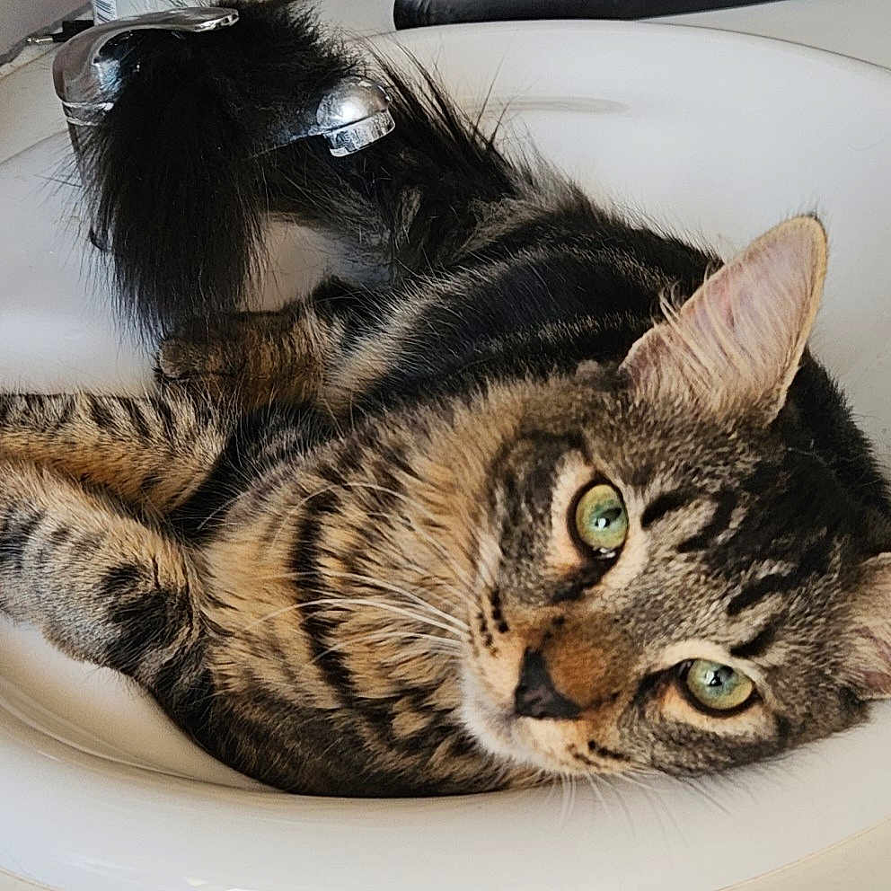 Boubie a rejoint le concours — aidez-le/la à gagner de superbes lots ! abyssinian, animal, art, basin, bathing, bathtub, bowl, cat, kitten, manx, person, pet, photography, porcelain, pottery, sink, sinkfaucet, sleeping, tub