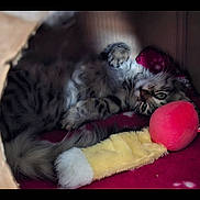 Luna a rejoint le concours — aidez-le/la à gagner de superbes lots ! animal, blanket, cardboard_box, cat, cozy, curious, cute, domestic, feline, fur, indoor, pet, playful, relaxed, resting, sleeping_area, soft, tabby, toy, whiskers