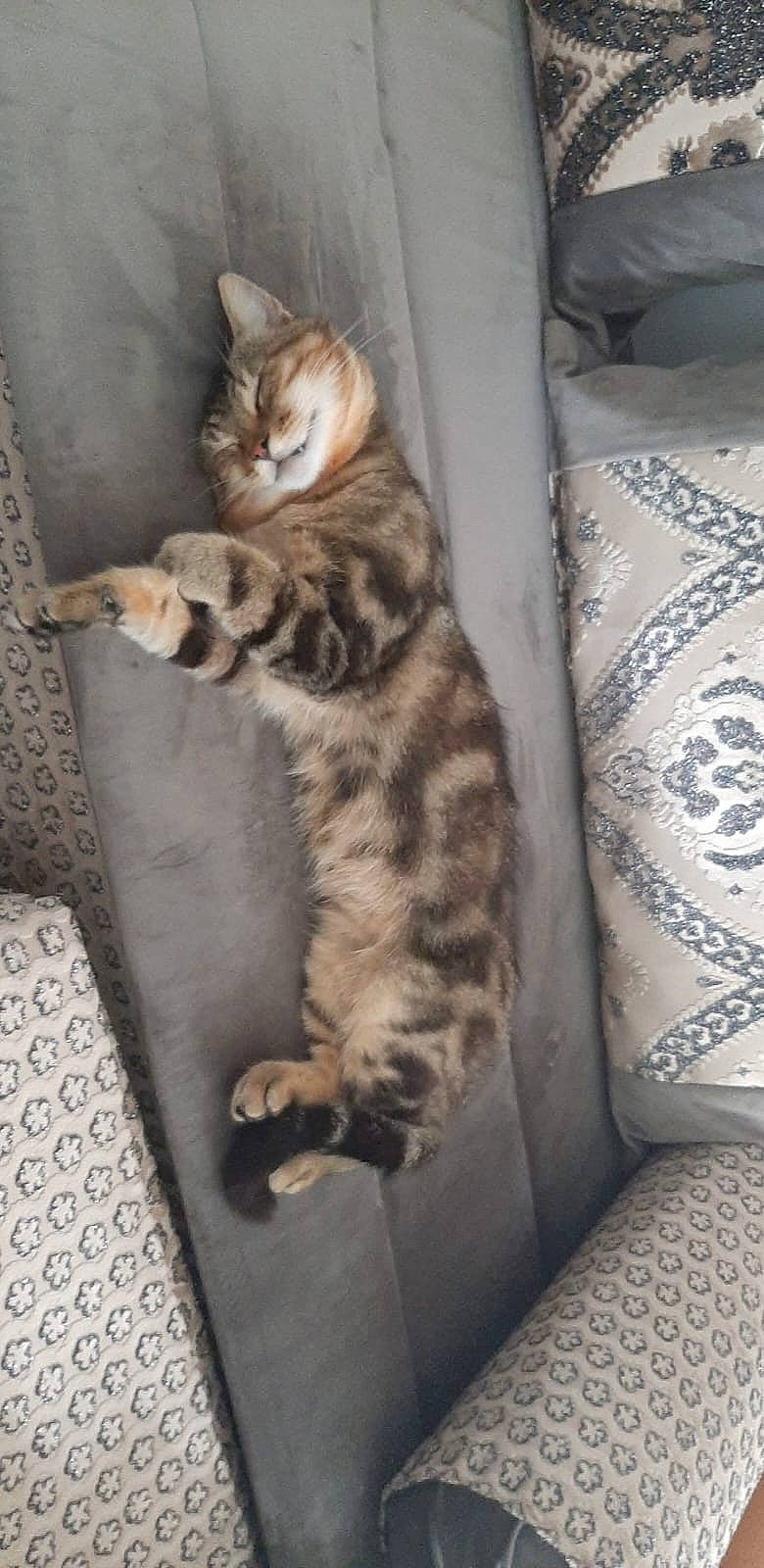 Kiwi participe au concours pour gagner de l'argent avec cette photo : carnivore, cat, comfort, couch, domestic_short_haired_cat, fawn, felidae, fur, paw, sitting, small_to_medium_sized_cats, snout, tail, whiskers