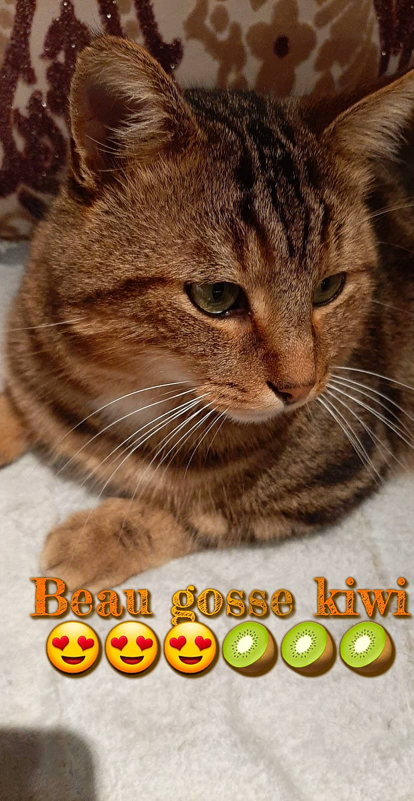 Kiwi a rejoint le concours — aidez-le/la à gagner de superbes lots ! carnivore, cat, cat_supply, domestic_short_haired_cat, felidae, font, fur, happy, logo, mammal, paw, pet_supply, photo_caption, photography, small_to_medium_sized_cats, snout, terrestrial_animal, whiskers, wildlife