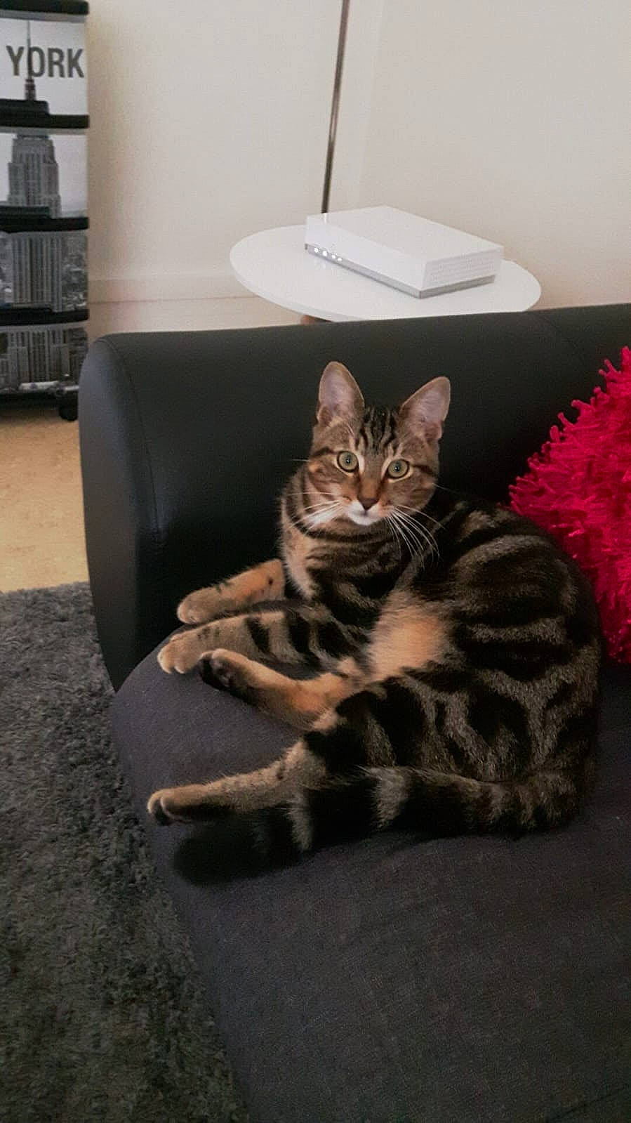 Kiwi participe au concours pour gagner de l'argent avec cette photo : carnivore, cat, club_chair, comfort, domestic_short_haired_cat, felidae, floor, flooring, fur, grey, hardwood, lamp, living_room, room, shelf, sitting, small_to_medium_sized_cats, tail, whiskers, wood