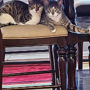Gizmo And Egypt is registered to the contest to win money with this photo: animal, cat, chair, companion, curious, cushion, domestic, eyes, feline, floor_rug, indoor, living_room, paws, pet, resting, tabby_cat, table, two_animals, whiskers, wooden_furniture