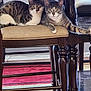 animal, cat, chair, companion, curious, cushion, domestic, eyes, feline, floor_rug, indoor, living_room, paws, pet, resting, tabby_cat, table, two_animals, whiskers, wooden_furniture