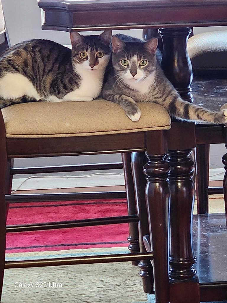 Gizmo And Egypt is registered to the contest to win money with this photo: animal, cat, chair, companion, curious, cushion, domestic, eyes, feline, floor_rug, indoor, living_room, paws, pet, resting, tabby_cat, table, two_animals, whiskers, wooden_furniture