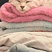 Chacha a rejoint le concours — aidez-le/la à gagner de superbes lots ! cat, sleeping, blanket, folded_clothes, cozy, indoor, pet, feline, soft_texture, stack, resting, comfort, home, pink, gray, white, ears, face, fur, relaxation
