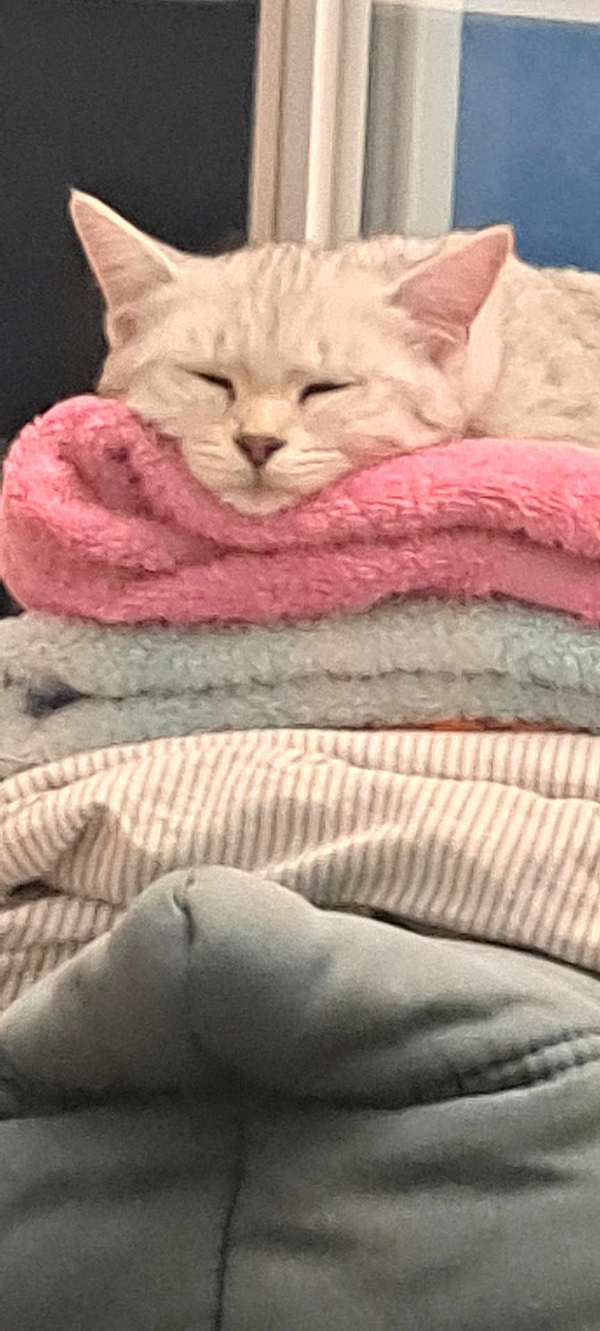 Chacha a rejoint le concours — aidez-le/la à gagner de superbes lots ! cat, sleeping, blanket, folded_clothes, cozy, indoor, pet, feline, soft_texture, stack, resting, comfort, home, pink, gray, white, ears, face, fur, relaxation