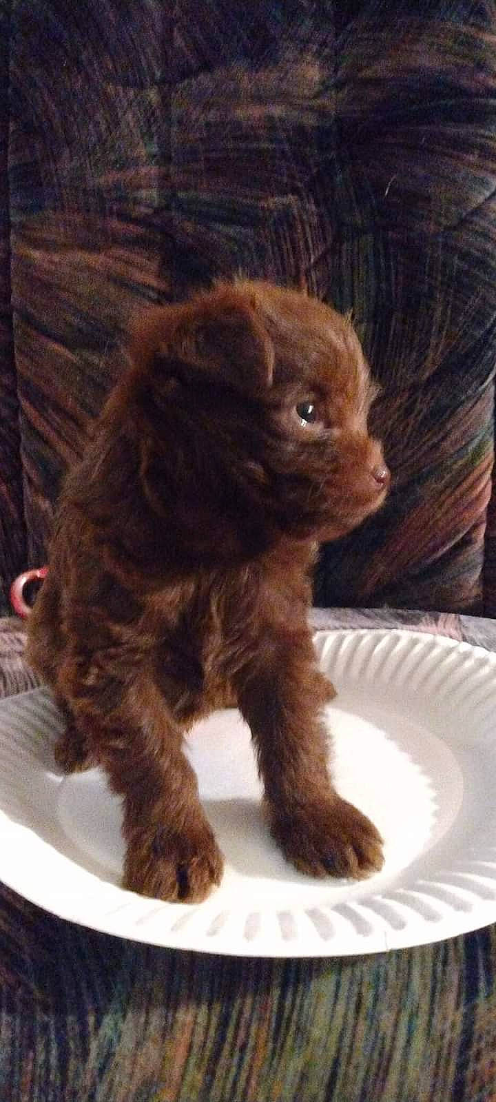 Muddy Buddy joined the competition — help win amazing prizes! canidae, carnivore, companion_dog, dog, dog_breed, door_handle, eye, fawn, fur, liver, rottweiler, snout, sporting_group, tail, terrestrial_animal, toy, toy_dog, whiskers, wood, working_animal