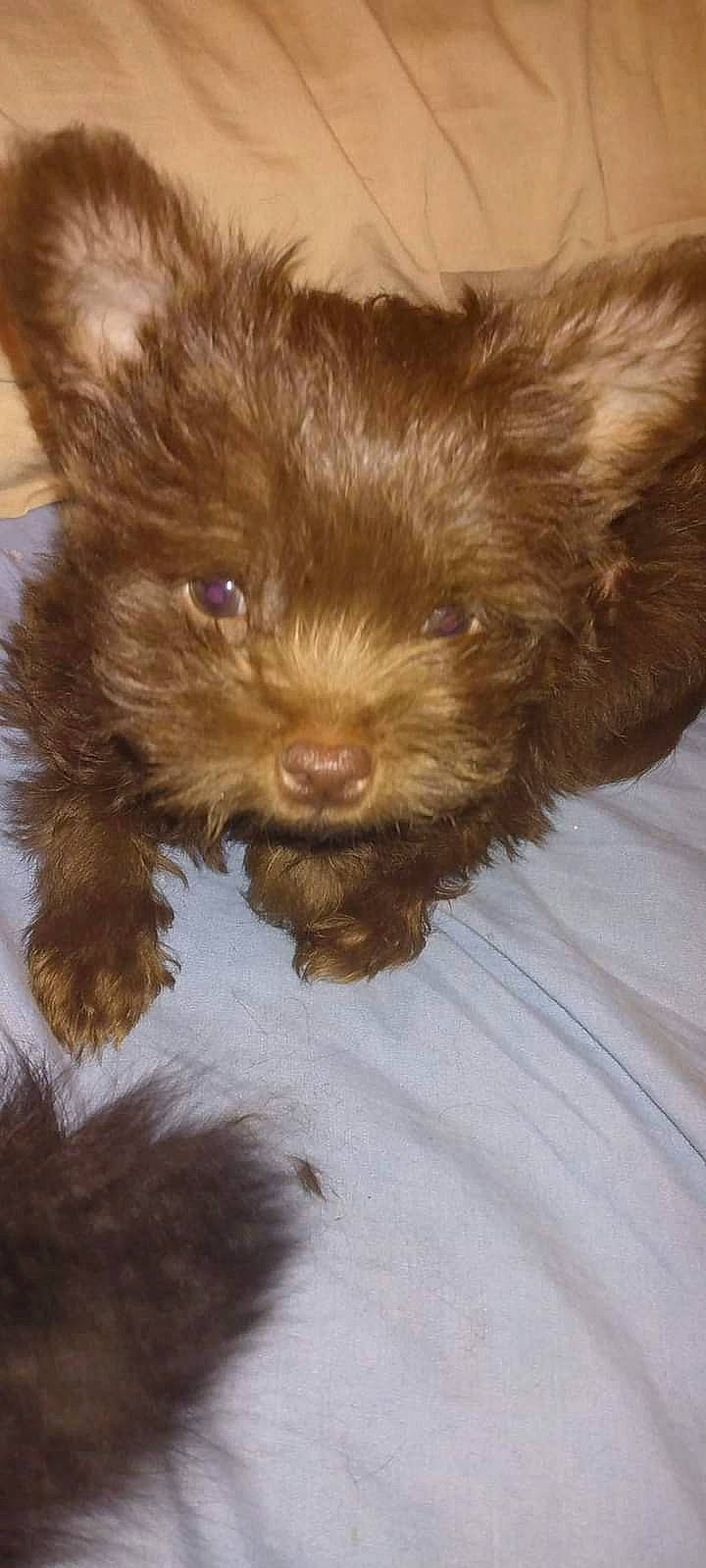 Muddy Buddy joined the competition — help win amazing prizes! canidae, carnivore, companion_dog, dog, dog_breed, dog_supply, fawn, fur, liver, small_terrier, snout, sporting_group, terrestrial_animal, terrier, toy, toy_dog, water_dog, whiskers, working_animal, yorkipoo