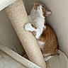 animal, cat, claw, climbing, corner, cozy, curious, feline, fur, indoor, looking_up, orange_cat, paw, pet, resting_place, scratching_post, soft, wall, whiskers, white_cat