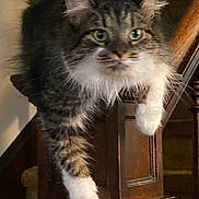 Rose is registered to the contest to win money with this photo: cat, tabby_cat, white_paws, fluffy_fur, stairs, wooden_post, indoor, pet, animal, feline, curious, perched, house, carpeted_stairs, portrait, looking, whiskers, ears, paw, domestic_cat