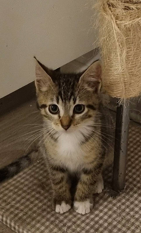 Tao a rejoint le concours — aidez-le/la à gagner de superbes lots ! box, carnivore, cat, claw, domestic_short_haired_cat, eye, fawn, felidae, fur, paw, small_to_medium_sized_cats, snout, terrestrial_animal, whiskers, wood