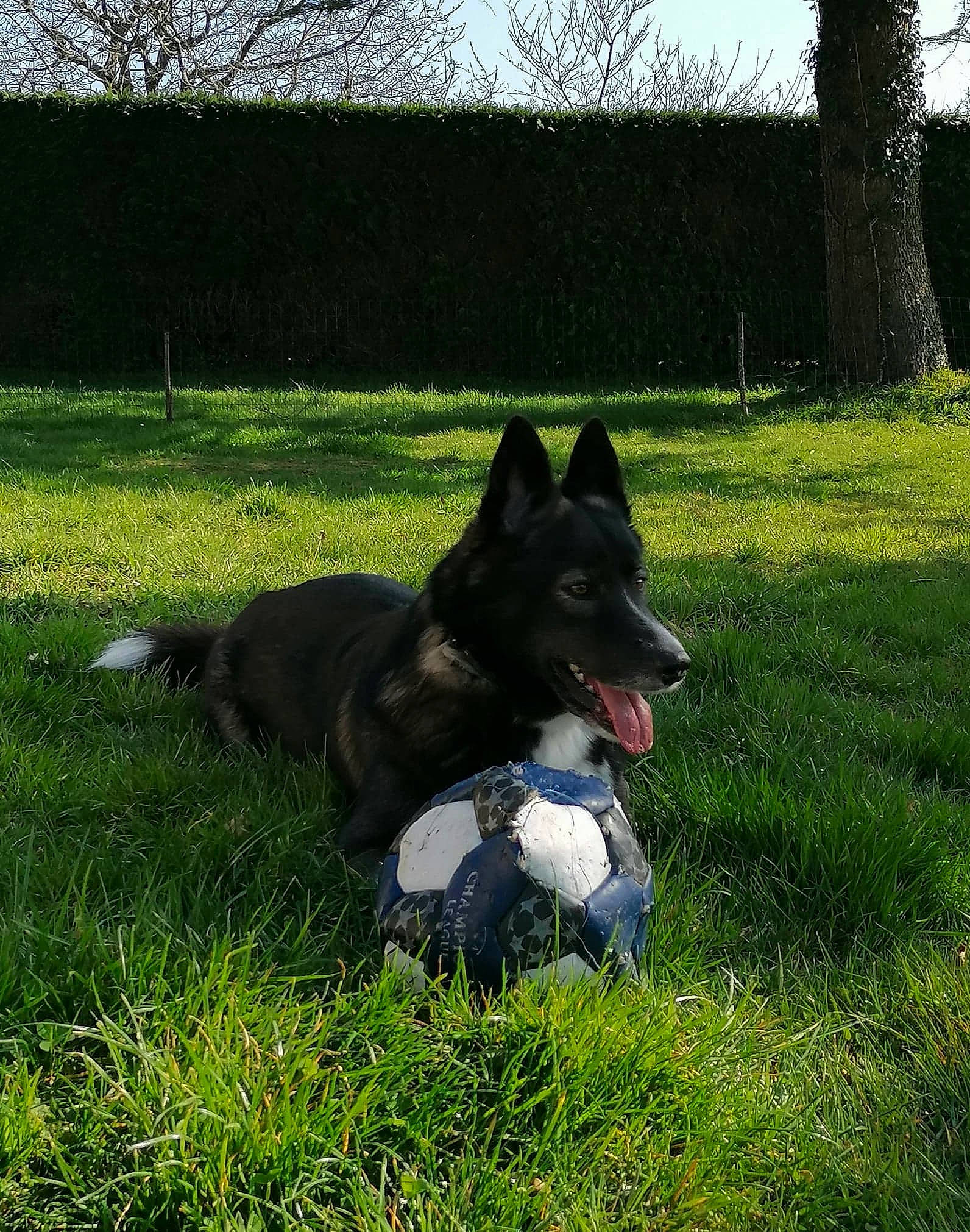 Pupuce a rejoint le concours — aidez-le/la à gagner de superbes lots ! canidae, carmine, carnivore, companion_dog, dog, dog_breed, grass, herbaceous_plant, herding_dog, non_sporting_group, plant, sky, snout, sporting_group, tail, terrestrial_animal, tree, working_animal, working_dog