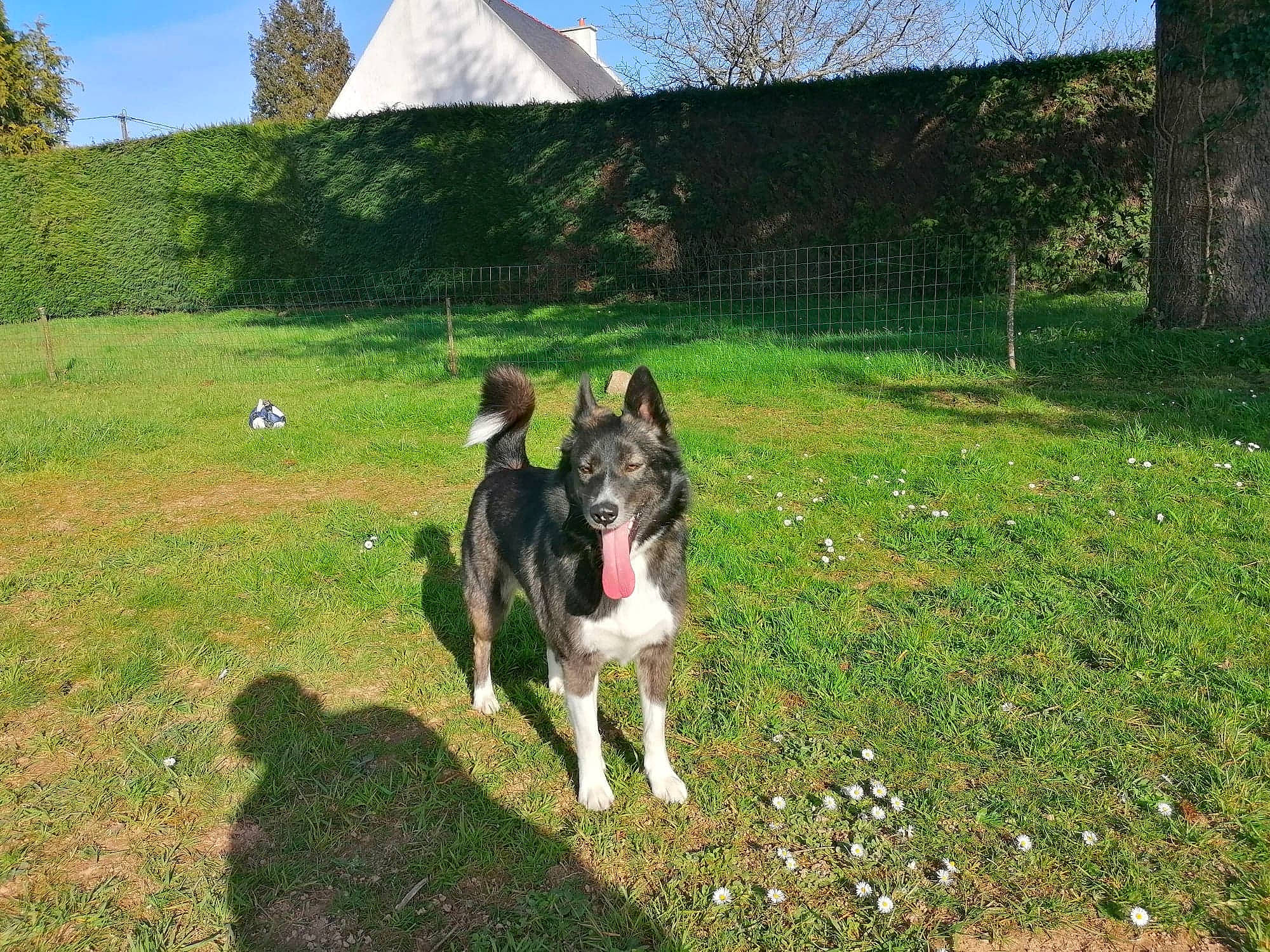 Pupuce participe au concours pour gagner de l'argent avec cette photo : canidae, carnivore, collar, companion_dog, dog, dog_breed, grass, grassland, green, herding_dog, landscape, lawn, leisure, pasture, plant, sky, sled_dog, sporting_group, tree, working_animal