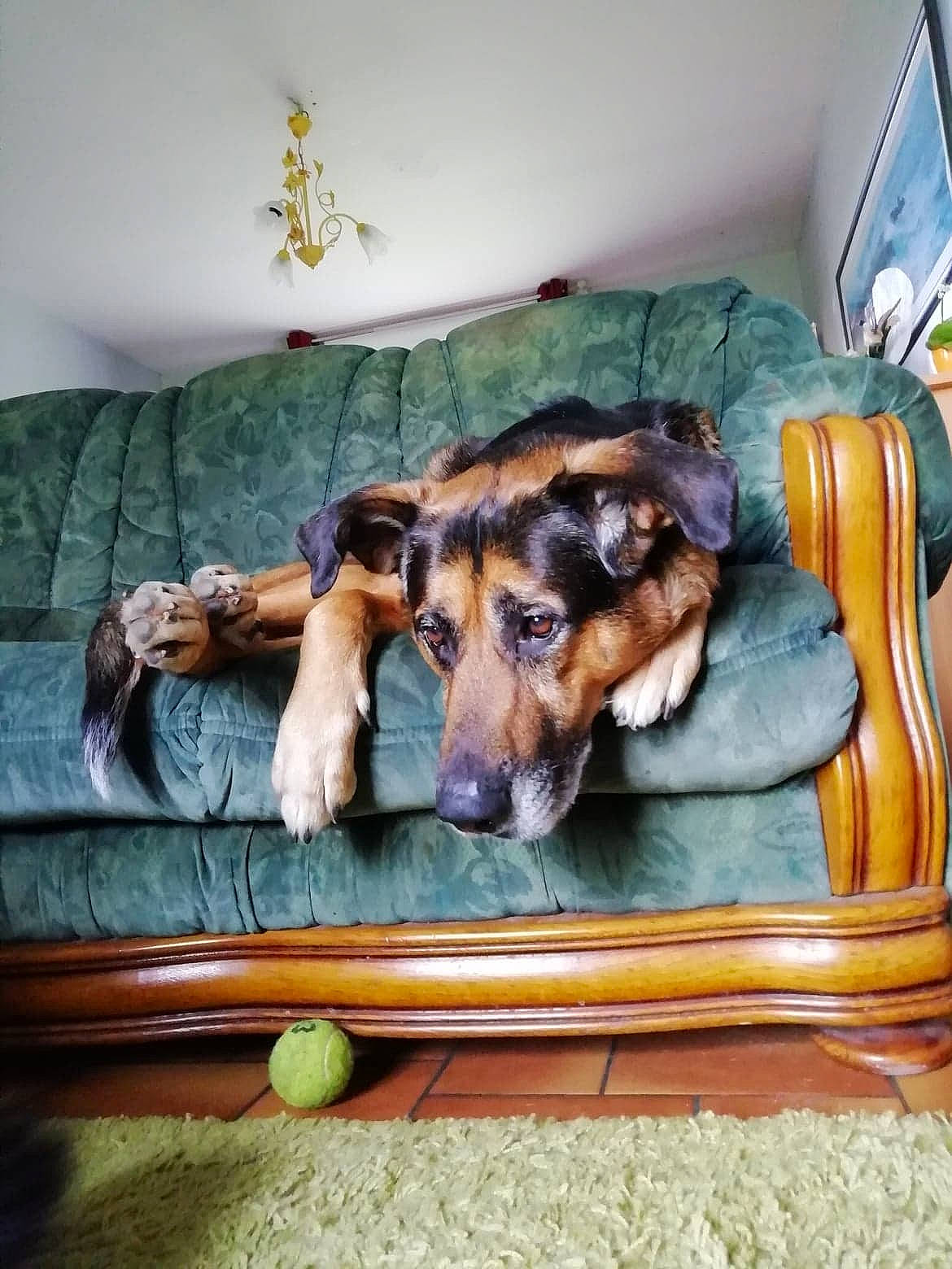 Enky participe au concours pour gagner de l'argent avec cette photo : canidae, carnivore, dog, dog_breed, german_shepherd_dog