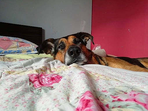 Enky participe au concours pour gagner de l'argent avec cette photo : bed, black_mouth_cur, boxer, canidae, carnivore, dog, dog_breed, ear, fawn, furniture, mammal, nap, pink, puppy, skin, sleep, snout