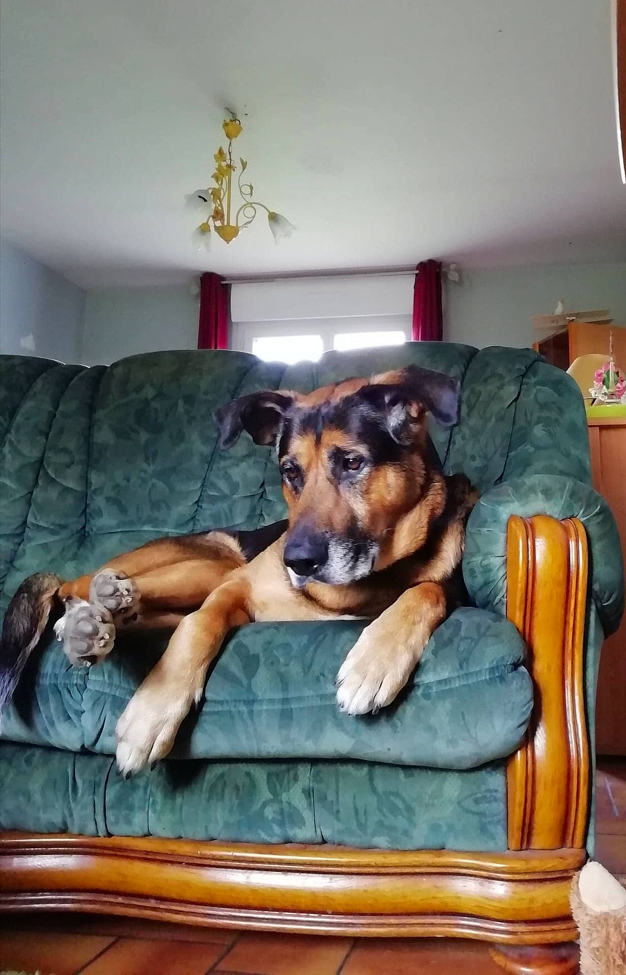 Enky participe au concours pour gagner de l'argent avec cette photo : bed, canidae, carnivore, companion_dog, dog, dog_breed, furniture, german_shepherd_dog, mammal, working_dog