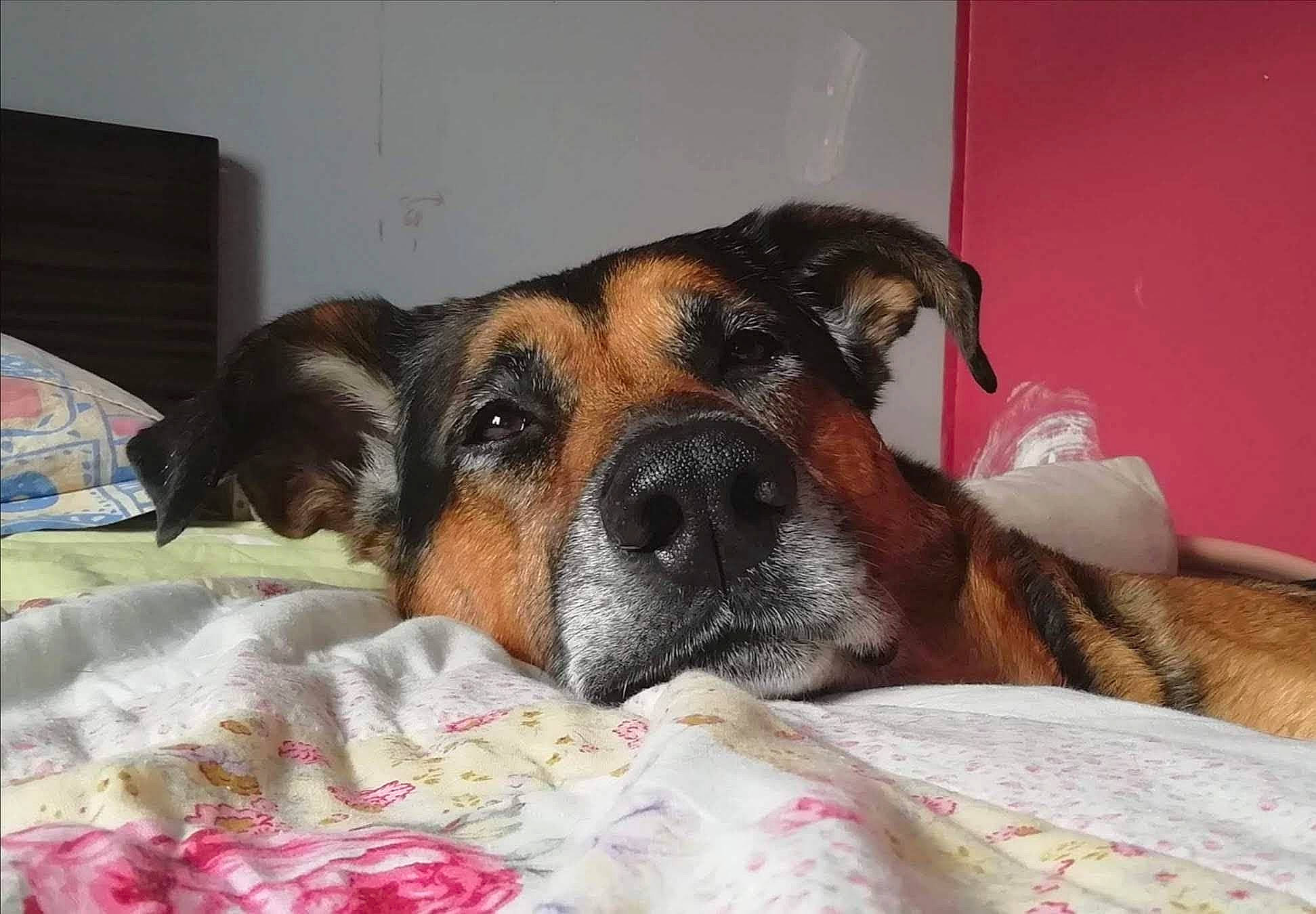 Enky a rejoint le concours — aidez-le/la à gagner de superbes lots ! alano_espanol, black_mouth_cur, canidae, carnivore, companion_dog, dog, dog_breed, ear, fawn, furniture, mammal, nap, nose, rare_breed_dog, skin, snout, vertebrate, whiskers