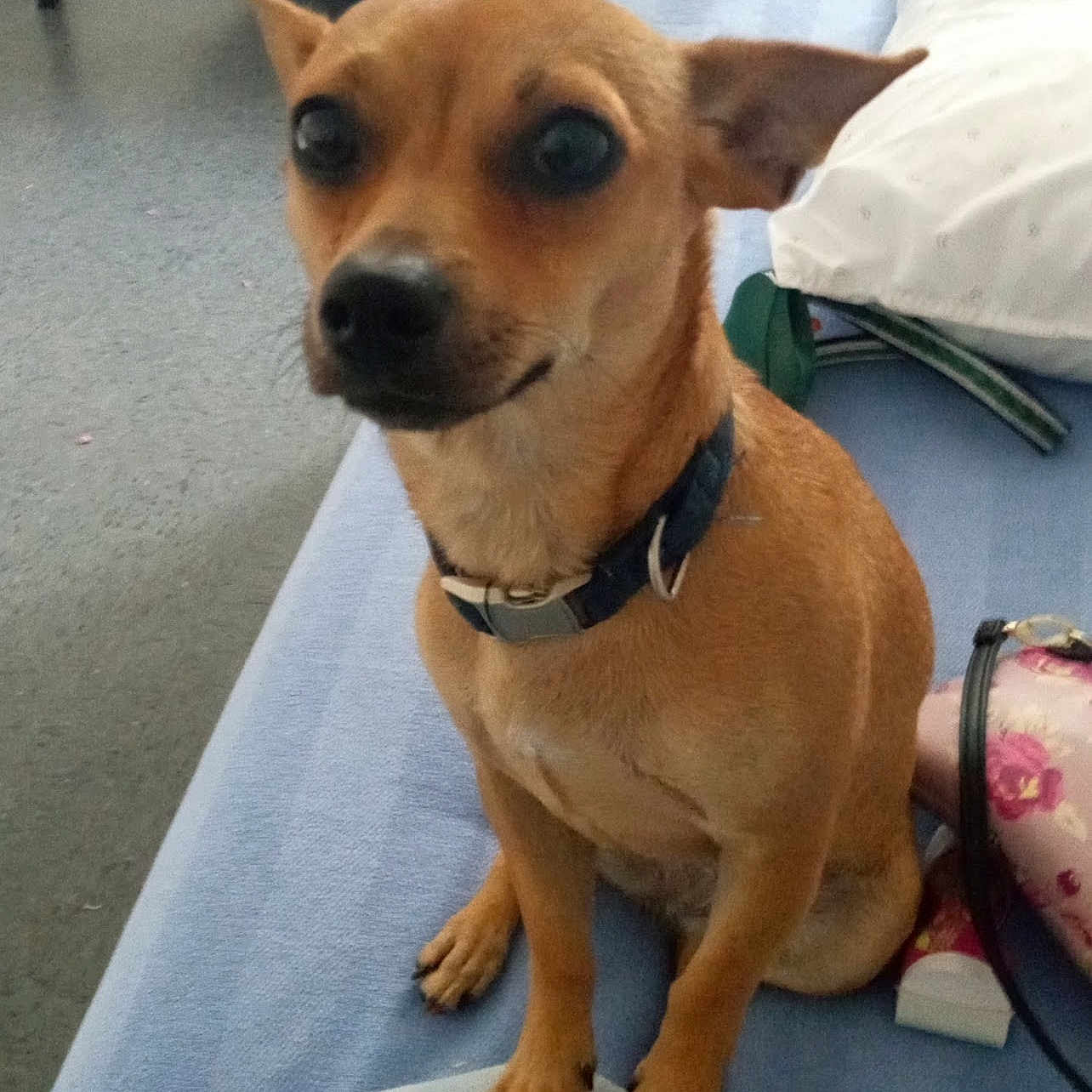 Baby Girl joined the competition — help win amazing prizes! accessories, animal, bed, bedroom, canine, chair, chihuahua, collar, couch, cushion, dog, furniture, homedecor, hound, indoors, linen, pet, puppy, room, strap