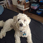 Ace joined the competition — help win amazing prizes! animal, bag, black_surface, collar, cozy, curly_fur, cushioned_chair, cute, dog, fur, indoor, living_room, looking_up, lying_down, pet, shelf, storage_boxes, tag, white_dog, wooden_floor