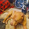 Bullaphant is registered to the contest to win money with this photo: dog, brown_dog, sleeping, lying_down, pet, animal, carpet, indoor, living_room, stuffed_animal, elephant_toy, bicycle, wheel, plaid_blanket, furniture, cluttered_room, floor, relaxed, portrait, household_objects
