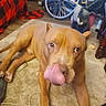 dog, brown_dog, tongue, large_dog, lying_down, carpet, indoor, living_room, bicycle, blanket, plaid, boots, household, clutter, pet, animal, wide_eyes, funny, portrait, floor