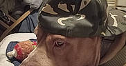 Bullaphant is registered to the contest to win money with this photo: dog, pit_bull, camouflage_hat, hat, pet, portrait, close_up, lying_down, bed, blanket, plush_toy, indoor, bedroom, furniture, air_conditioner, brown_fur, serious_expression, relaxed, cozy, photography