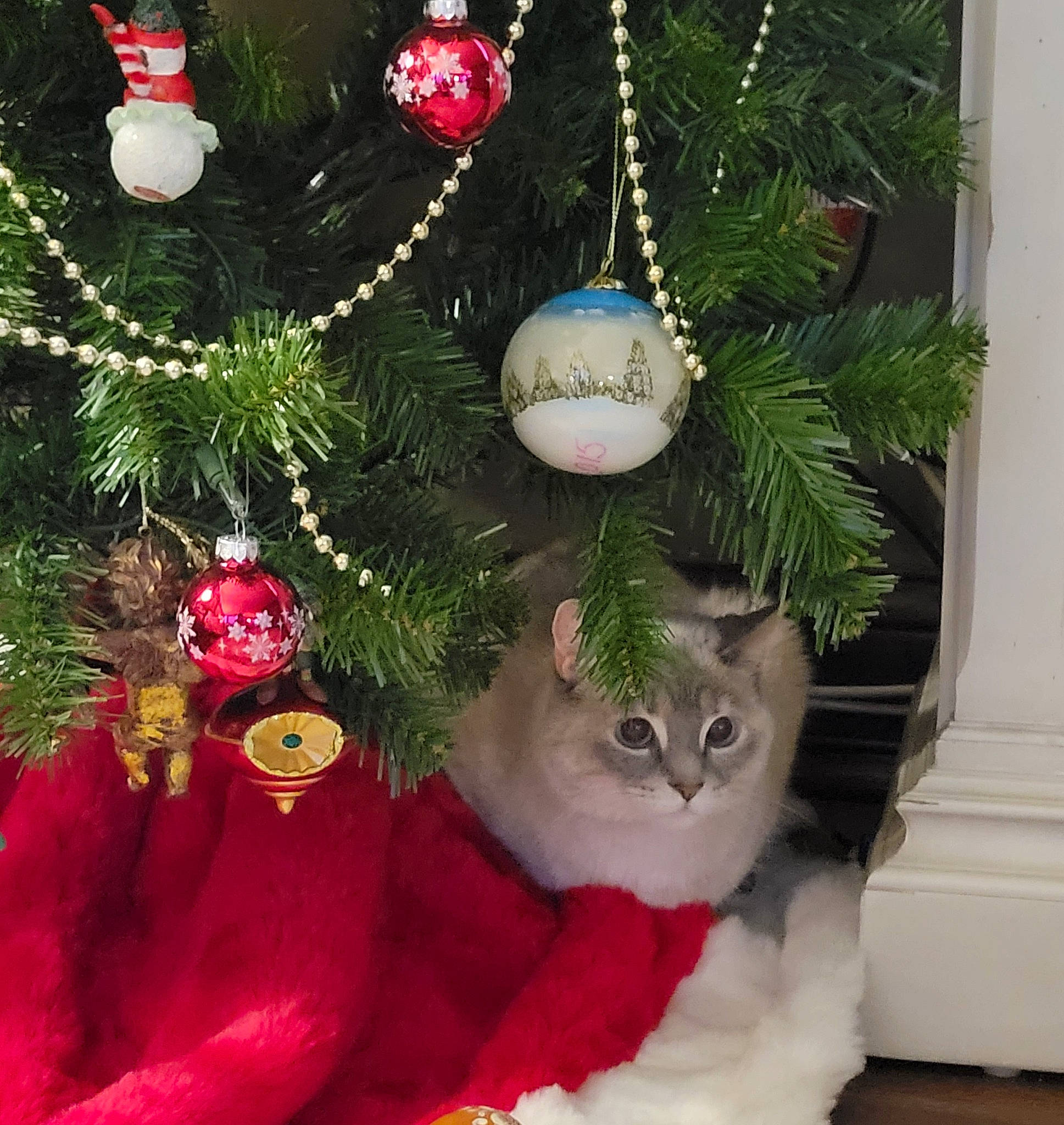 Coco is registered to the contest to win money with this photo: branch, cat, christmas, christmas_decoration, christmas_ornament, christmas_tree, decoration, event, evergreen, green, holiday, holiday_ornament, light, ornament, plant, red, toy, twig, white, woody_plant