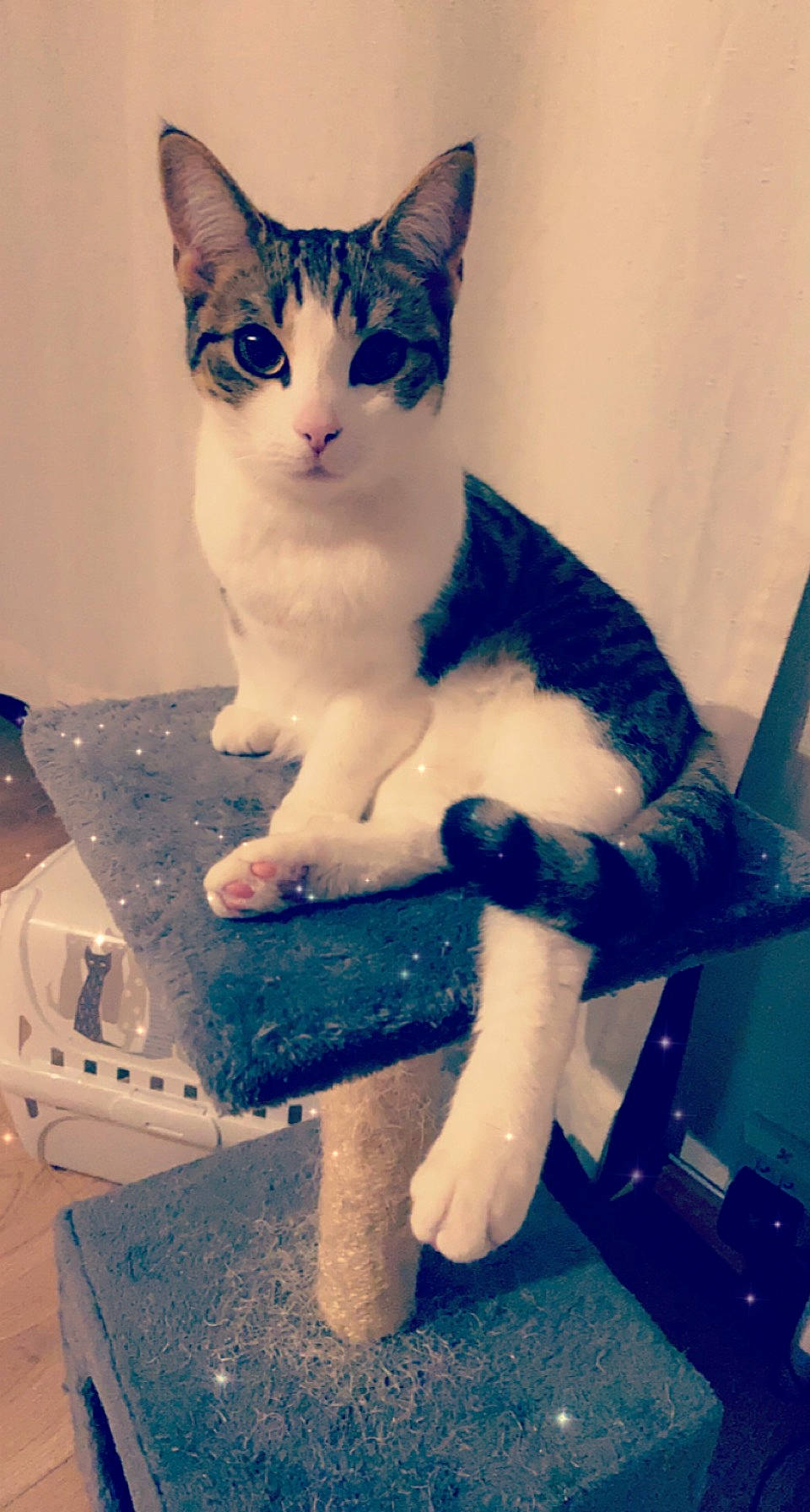 Grizouille participe au concours pour gagner de l'argent avec cette photo : blue, box, carnivore, cat, domestic_short_haired_cat, electric_blue, eye, fawn, felidae, foot, fur, human_body, human_leg, iris, paw, sitting, small_to_medium_sized_cats, snout, tail, whiskers