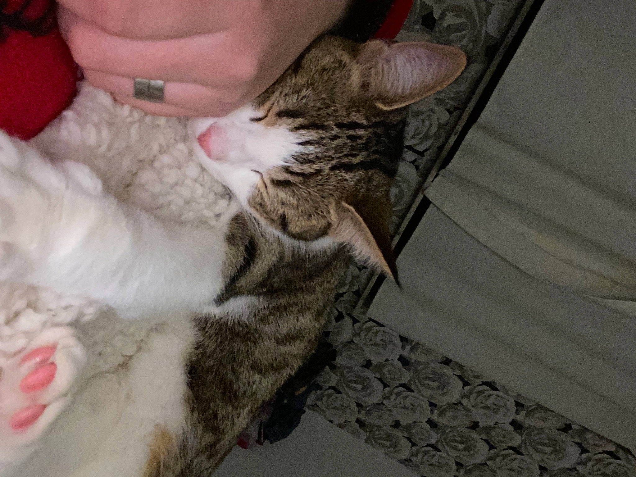 Grizouille a rejoint le concours — aidez-le/la à gagner de superbes lots ! carnivore, cat, claw, comfort, domestic_short_haired_cat, fawn, felidae, fur, gesture, grey, human_leg, lap, mammal, nail, nap, paw, small_to_medium_sized_cats, tail, textile, whiskers