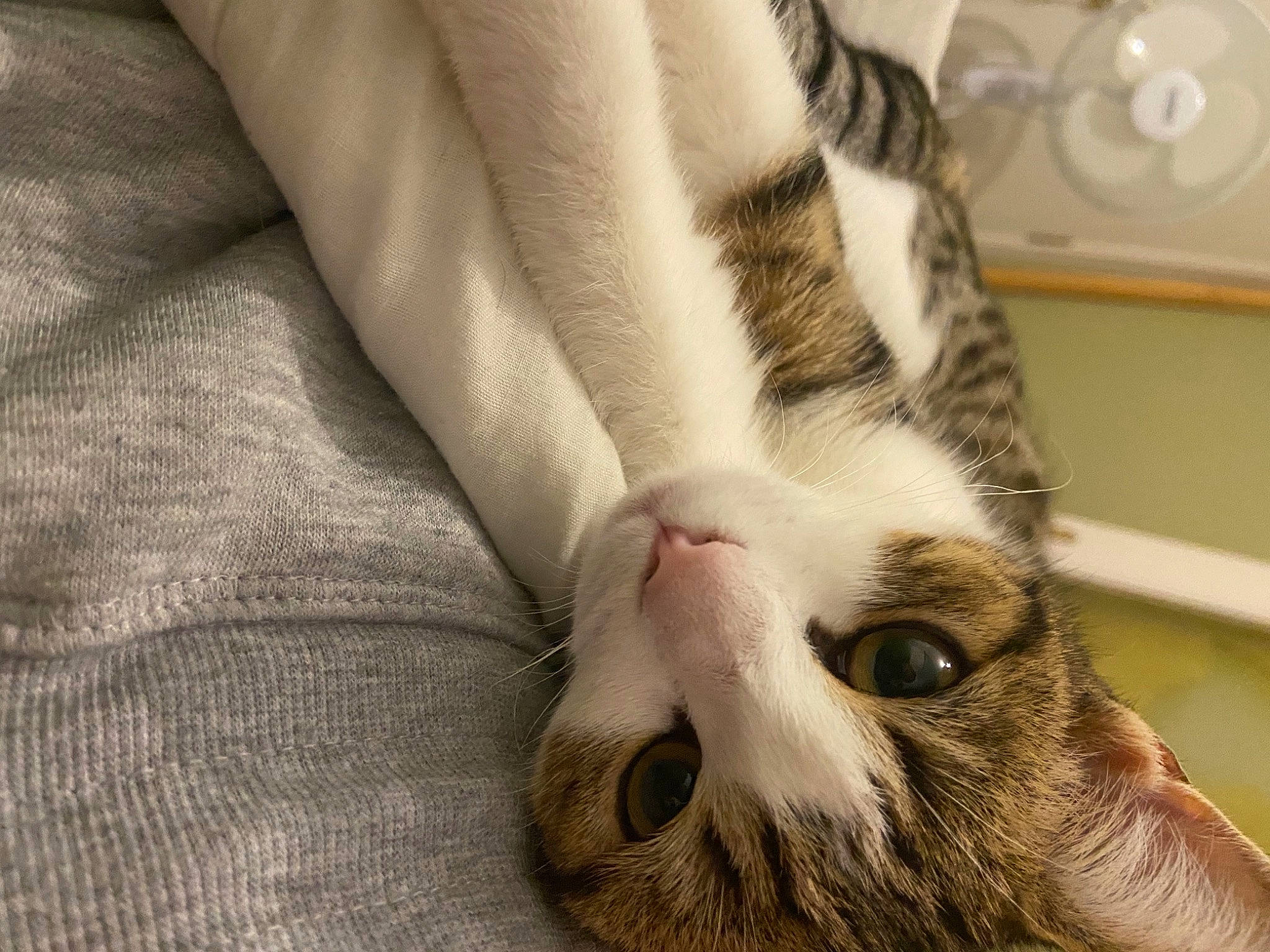 Grizouille a rejoint le concours — aidez-le/la à gagner de superbes lots ! carnivore, cat, claw, comfort, domestic_short_haired_cat, ear, eye, felidae, foot, fur, grey, nap, paw, sleep, small_to_medium_sized_cats, snout, tail, terrestrial_animal, wall_plate, whiskers