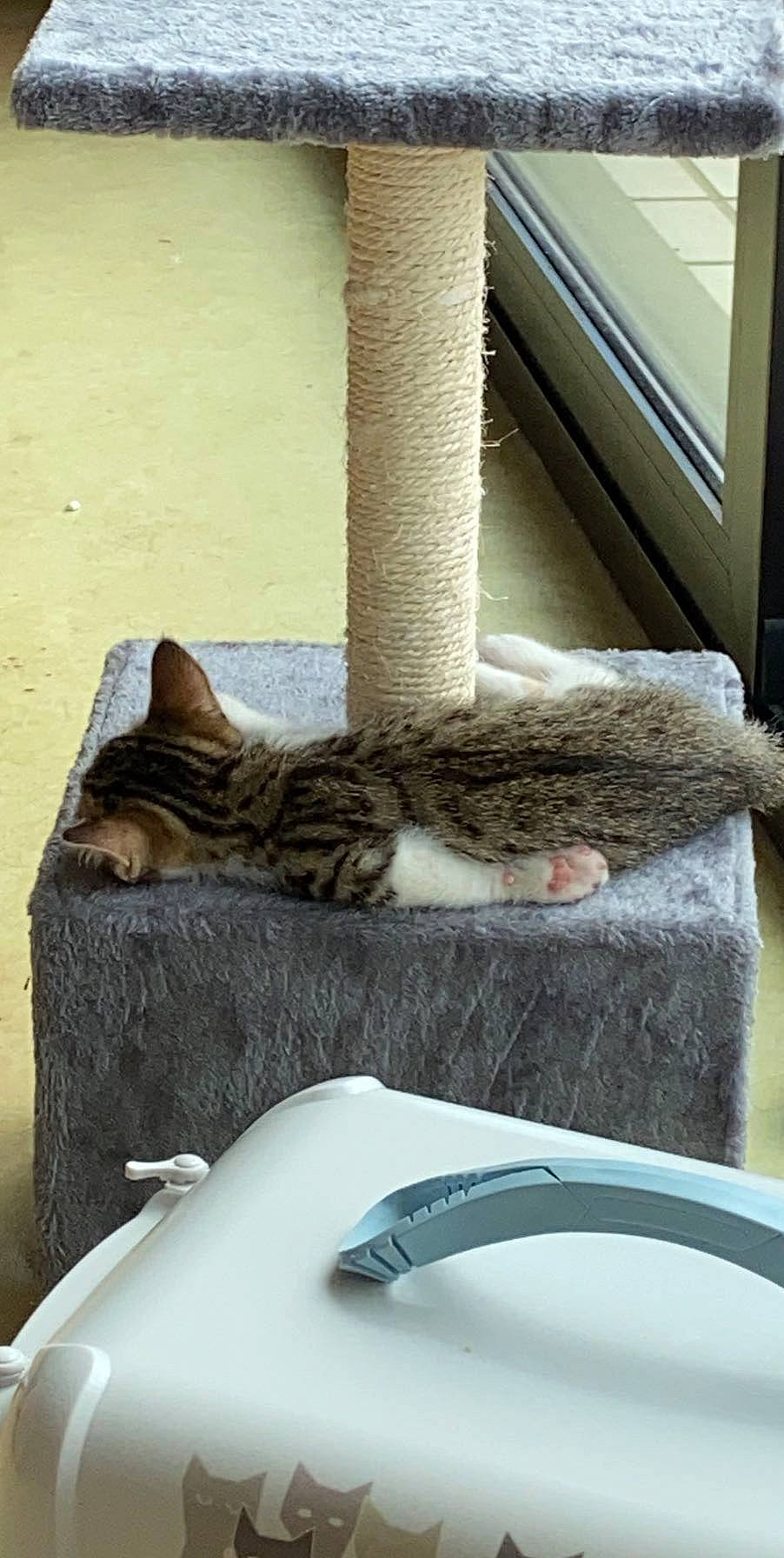 Grizouille a rejoint le concours — aidez-le/la à gagner de superbes lots ! carnivore, cat, cat_supply, comfort, domestic_short_haired_cat, felidae, fur, grey, house, linens, mouse, paw, room, small_to_medium_sized_cats, snout, tail, textile, whiskers, window, wood