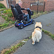 Poppy is registered to the contest to win money with this photo: man, mobility_scooter, dog, leash, sidewalk, suburban, brick_wall, fence, grass, pavement, casual_clothing, outdoor, daytime, canine, pet, person, walking, companion, transportation, happiness
