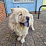 Poppy joined the competition — help win amazing prizes! dog, fluffy, cream_colored, tongue_out, outdoor, pavement, brick, window, glass_blocks, blue_wall, pet, canine, muzzle, fur, collar, daylight, sunny, side_view, cute, animal