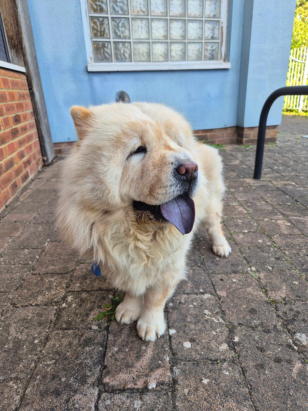 Poppy joined the competition — help win amazing prizes! dog, fluffy, cream_colored, tongue_out, outdoor, pavement, brick, window, glass_blocks, blue_wall, pet, canine, muzzle, fur, collar, daylight, sunny, side_view, cute, animal