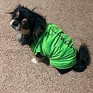 Rubert joined the competition — help win amazing prizes! adorable, animal, black_dog, canine, carpet, clothing, companion, cute, dog, domestic_animal, eyes, faith_text, fur, green_shirt, indoor, looking_up, pet, sitting, small_dog, tail