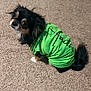 adorable, animal, black_dog, canine, carpet, clothing, companion, cute, dog, domestic_animal, eyes, faith_text, fur, green_shirt, indoor, looking_up, pet, sitting, small_dog, tail